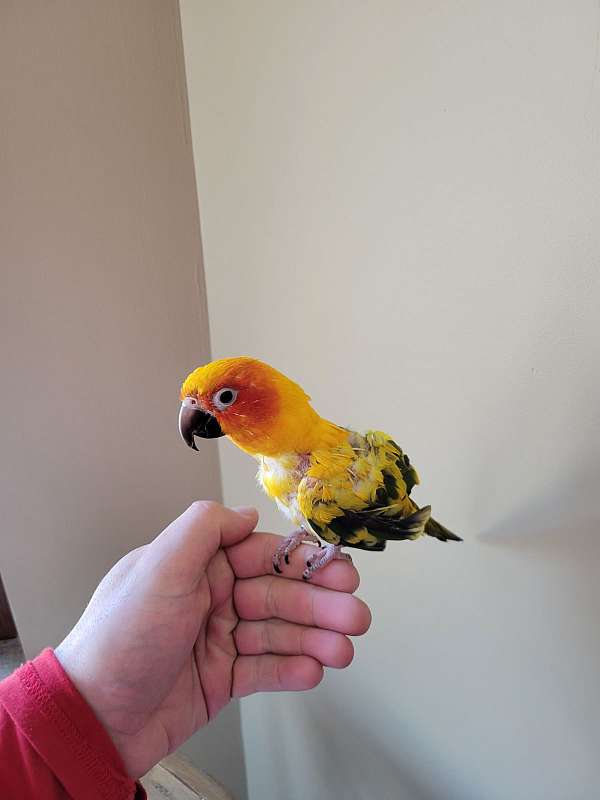 sun-conure-for-sale-in-nesconset-ny