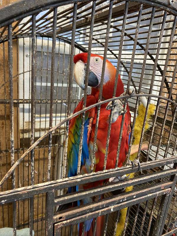 scarlet-macaw-for-sale-in-gastonia-nc