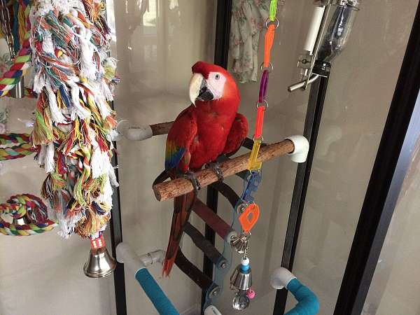 macaw-scarlet-macaw-for-sale-in-north-carolina