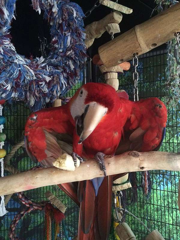 adult-macaw-scarlet-macaw-for-sale