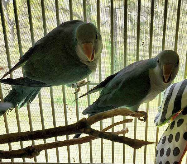 quaker-parrots-for-sale