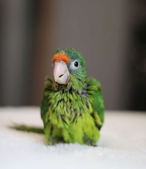 half-moon-conure-for-sale-in-mooresville-in