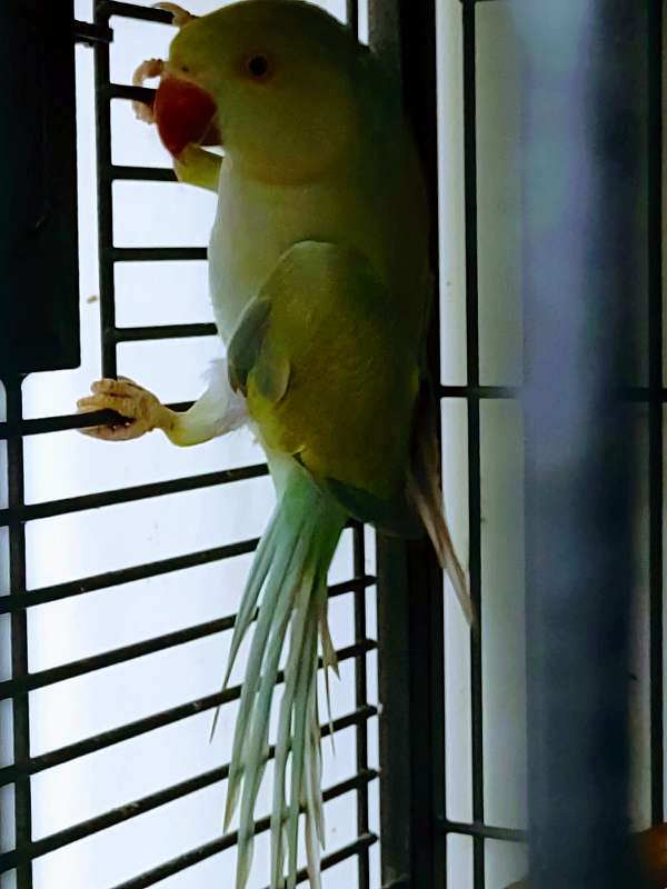 ringneck-parakeet-for-sale