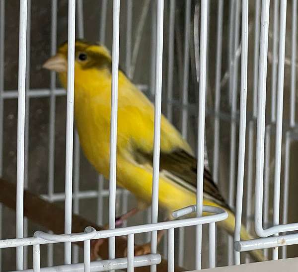 male-mixed-bird-for-sale-in-port-charlotte-fl