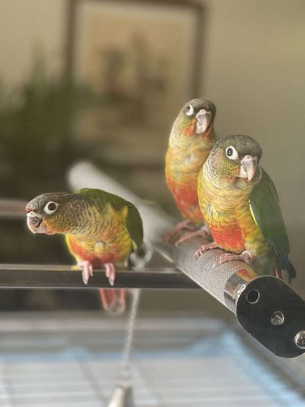 green-cheek-conure-for-sale-in-woodland-hills-ca