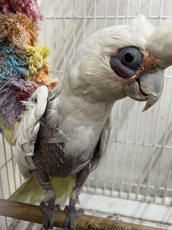 bare-eye-cockatoo-for-sale-in-lake-worth-fl
