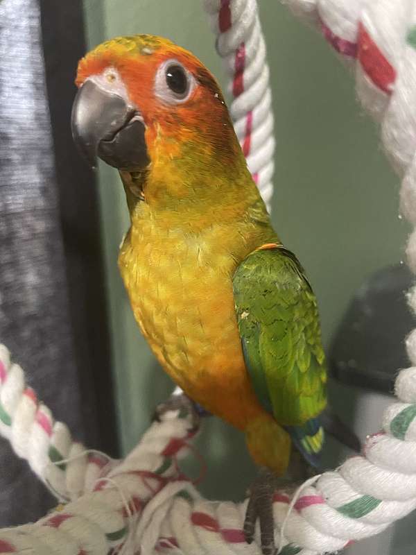 sun-conure-for-sale-in-fort-worth-tx