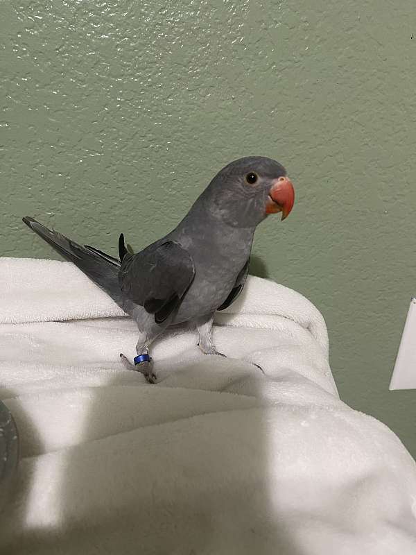 grey-ringneck-parakeet-for-sale