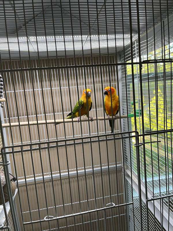 conure-for-sale-in-flowery-branch-ga