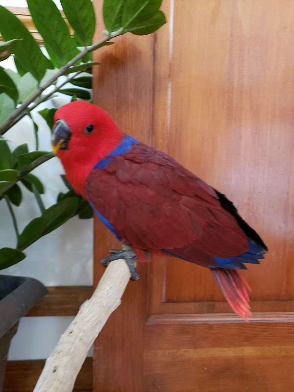 eclectus-parrots-for-sale-in-dade-city-fl
