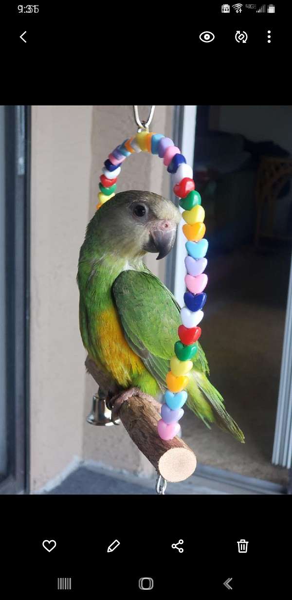 conure-for-sale-in-winfield-pa