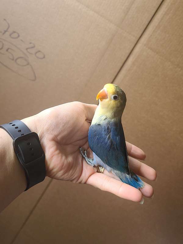 lovebird-for-sale