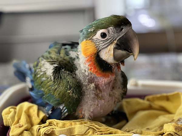 cute-macaw-parrot-for-sale