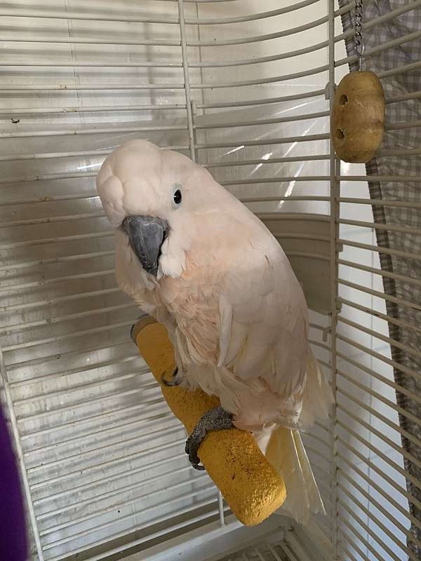 cockatoo-for-sale-in-fairfield-ca