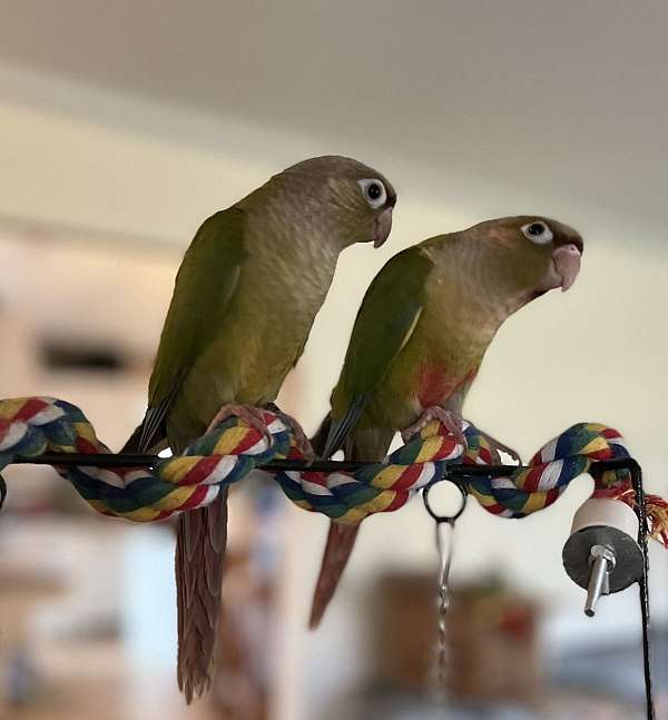 green-cheek-conure-for-sale-in-indianola-ia