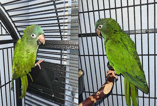 blue-green-bonded-pair-noisy-bird-for-sale