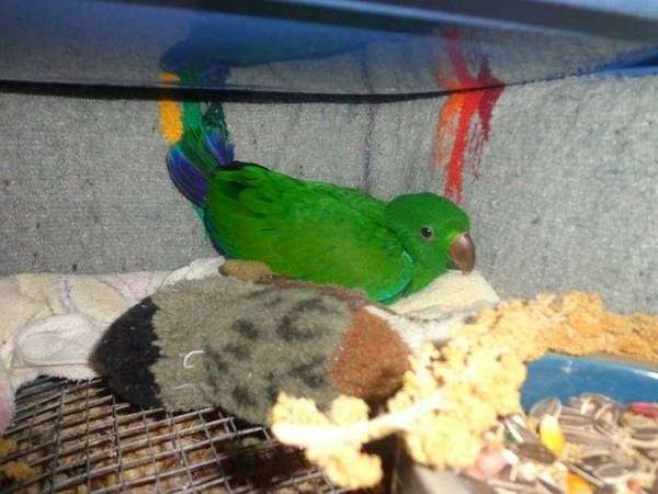 green-vosmaeri-eclectus-parrots-for-sale