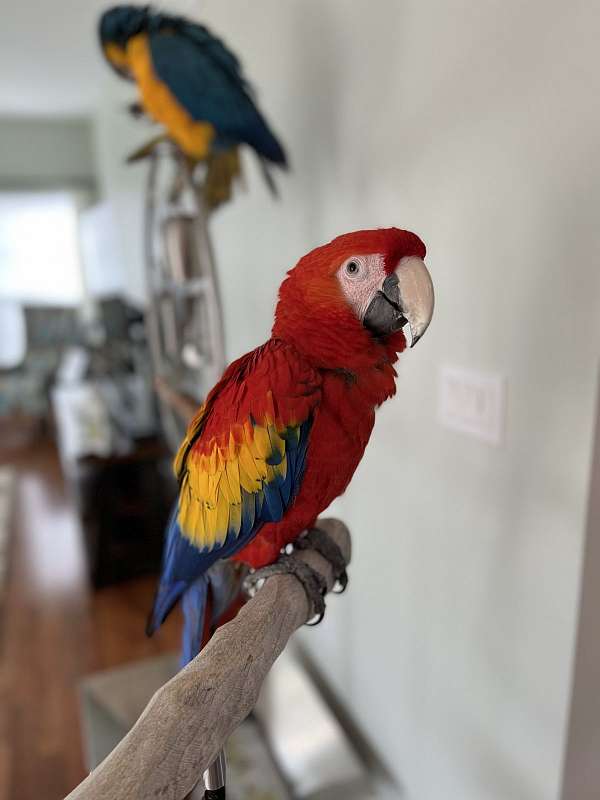 scarlet-macaw-for-sale-in-emmaus-pa