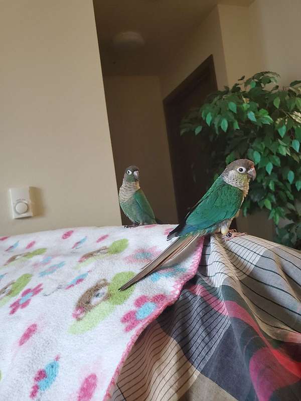 green-cheek-conure-for-sale-in-bothell-wa