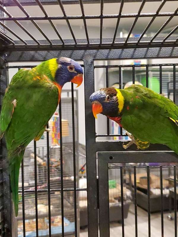 lory-bird-for-sale