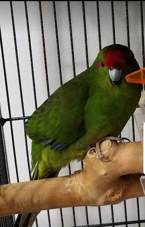 parrot-for-sale-in-van-buren-twp-mi