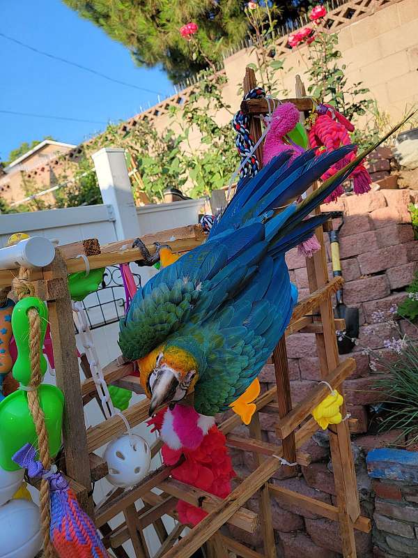 hybrid-macaw-for-sale-in-la-mirada-ca