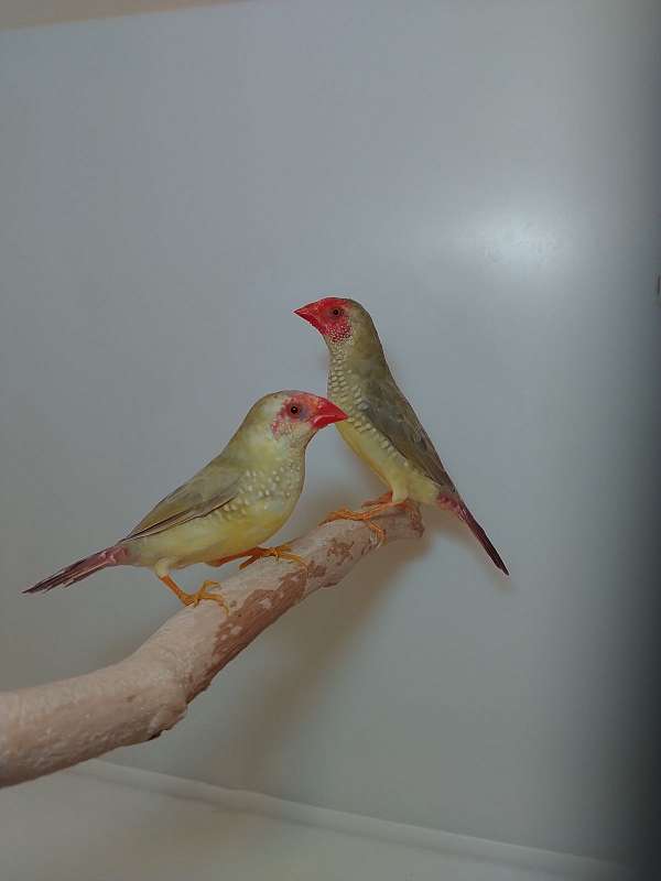 finch-for-sale
