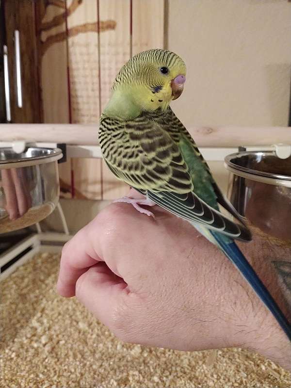companion-exotic-parakeet-for-sale