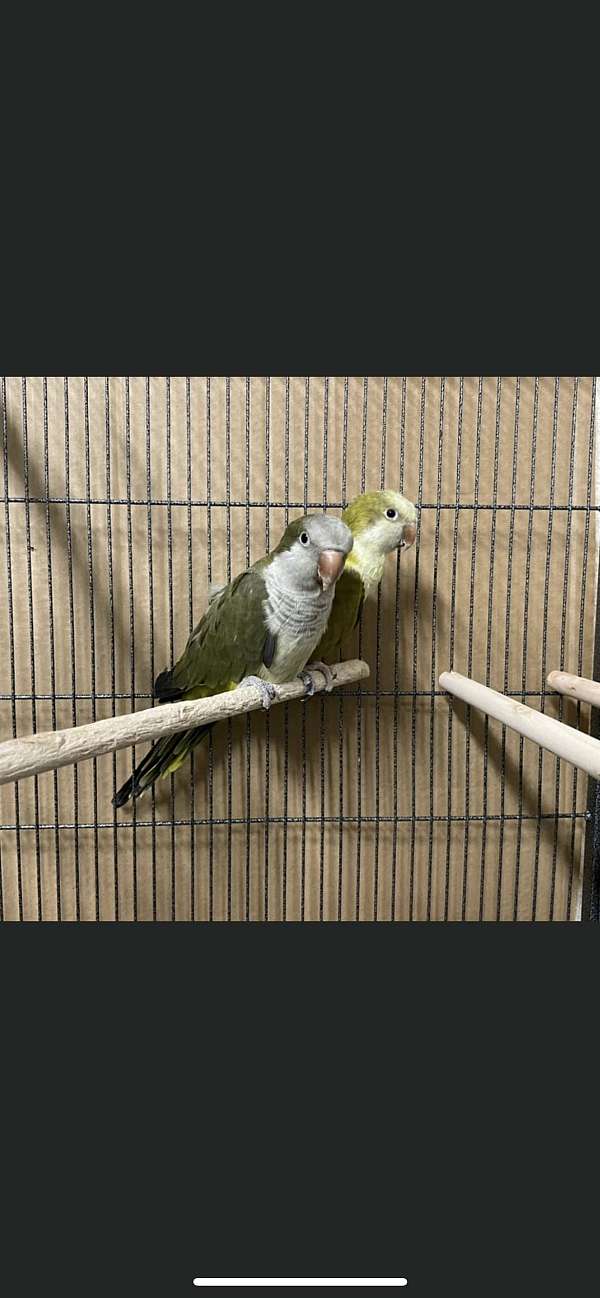 green-opaline-parrot-quaker-parrots-for-sale