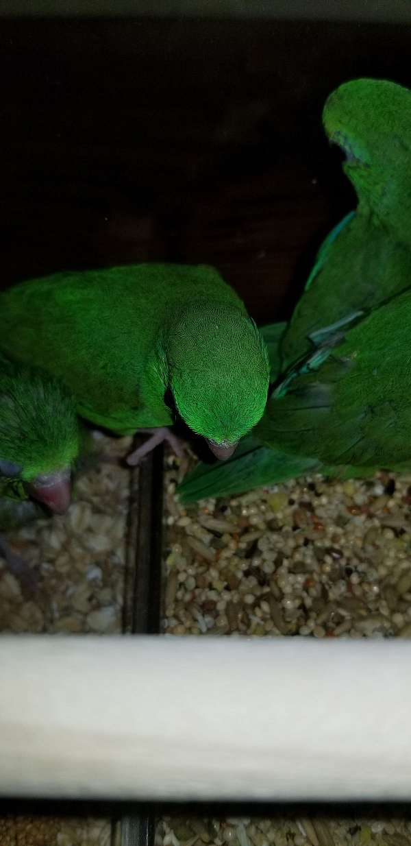 baby-parrotlet-for-sale