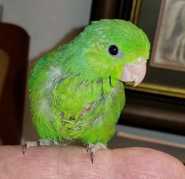 bird-parrot-adoption-in-ocala-fl