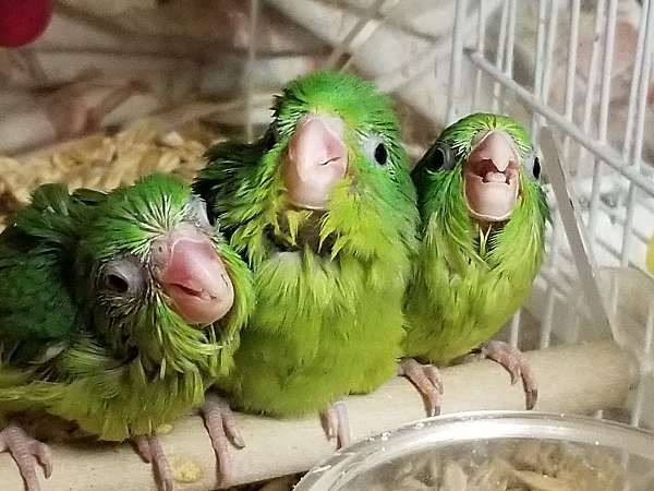 bird-adoption-in-ocala-fl