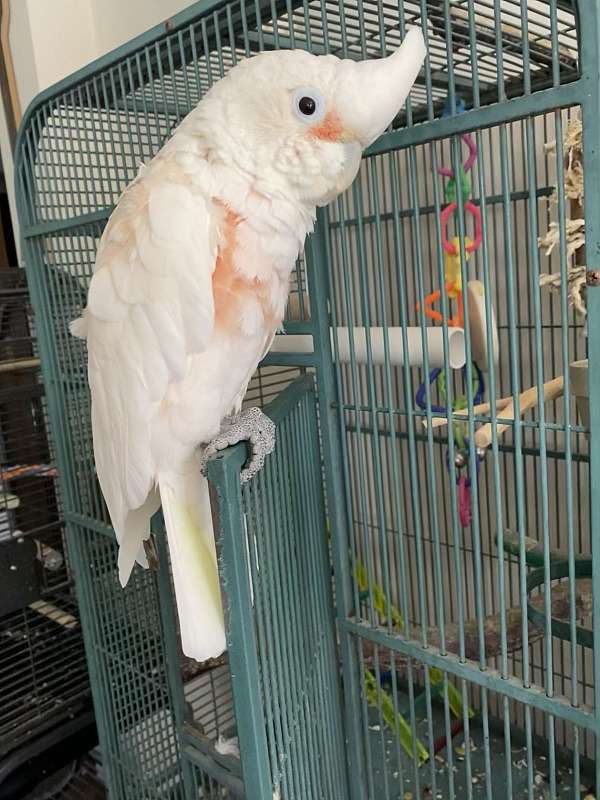 white-quiet-talking-bird-for-sale
