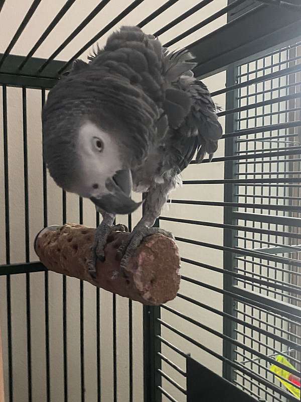 quiet-talking-congo-african-grey-parrot-for-sale