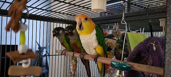 caique-for-sale-in-san-diego-ca