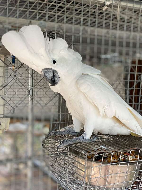 white-yellow-tumbler-bird-for-sale