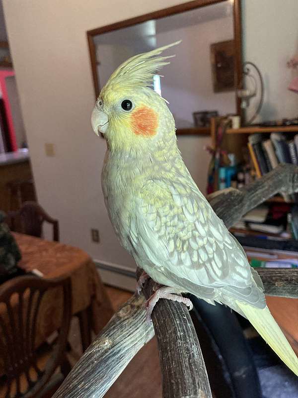 cockatiel-for-sale