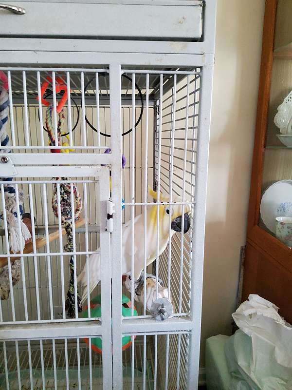 cockatoo-for-sale-in-newport-nc