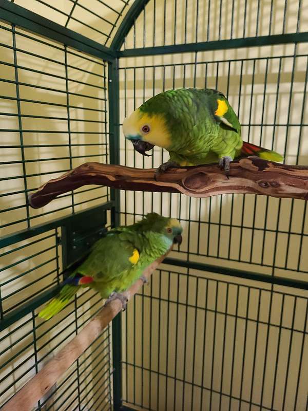 blue-front-amazon-parrot-for-sale-in-gray-la