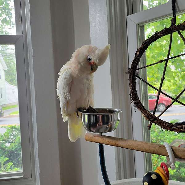 peach-white-bird-for-sale-in-lancaster-pa