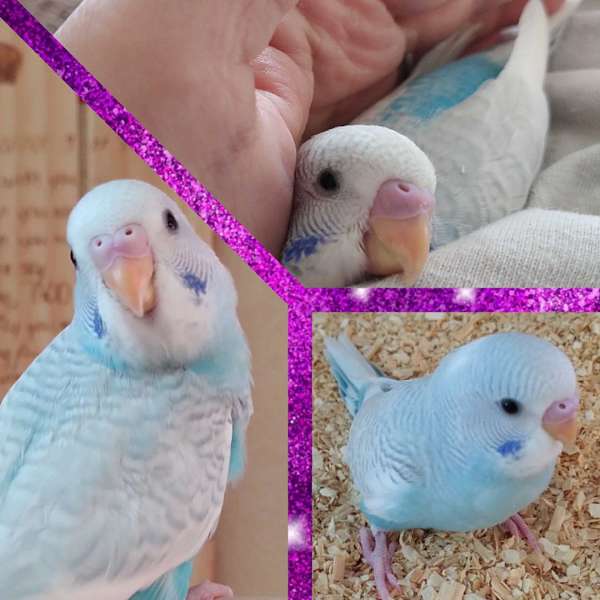 parakeet-for-sale