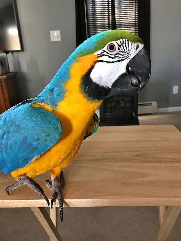 blue-gold-macaw-for-sale