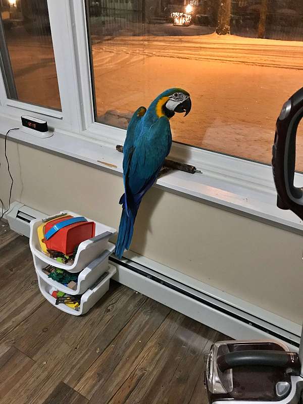 medium-blue-gold-bird-for-sale