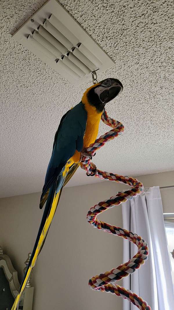 blue-gold-macaw-for-sale-in-blacklick-oh