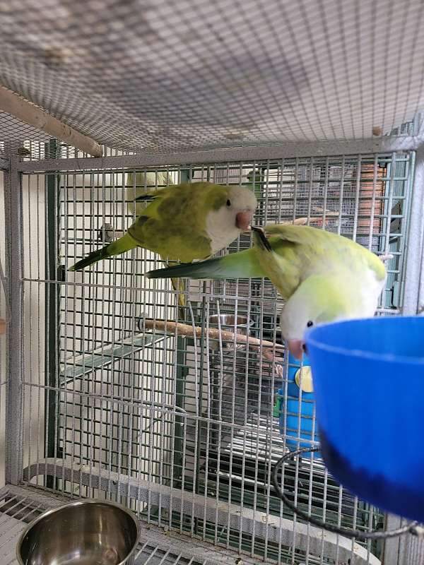 quaker-parrots-for-sale-in-reynoldsburg-oh