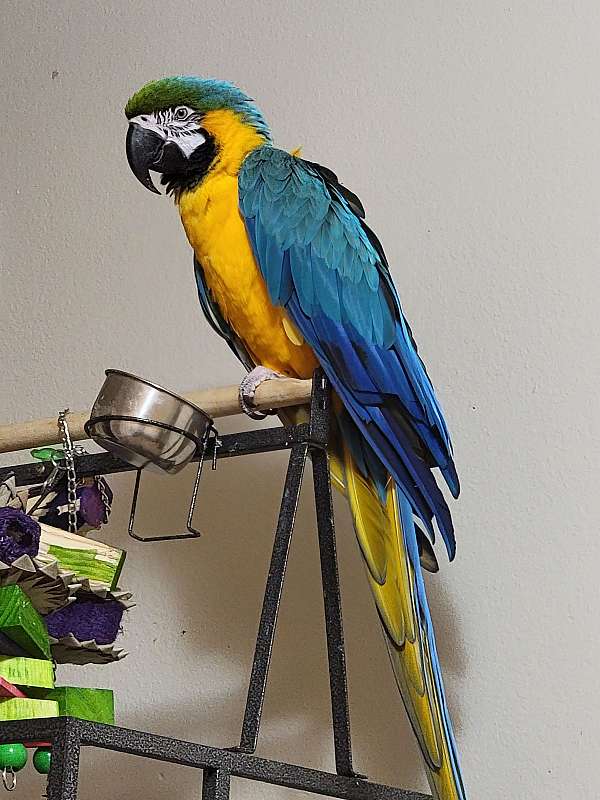 blue-gold-macaw-for-sale-in-reynoldsburg-oh