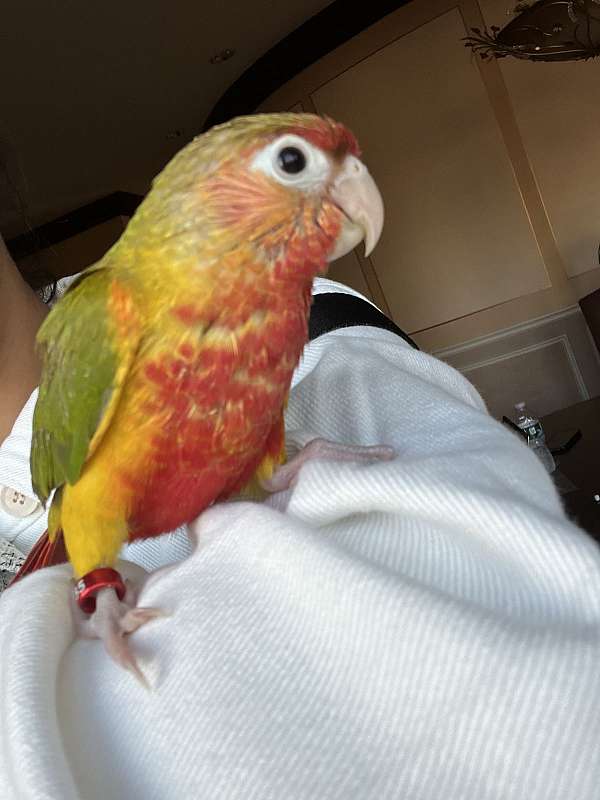 conure-for-sale