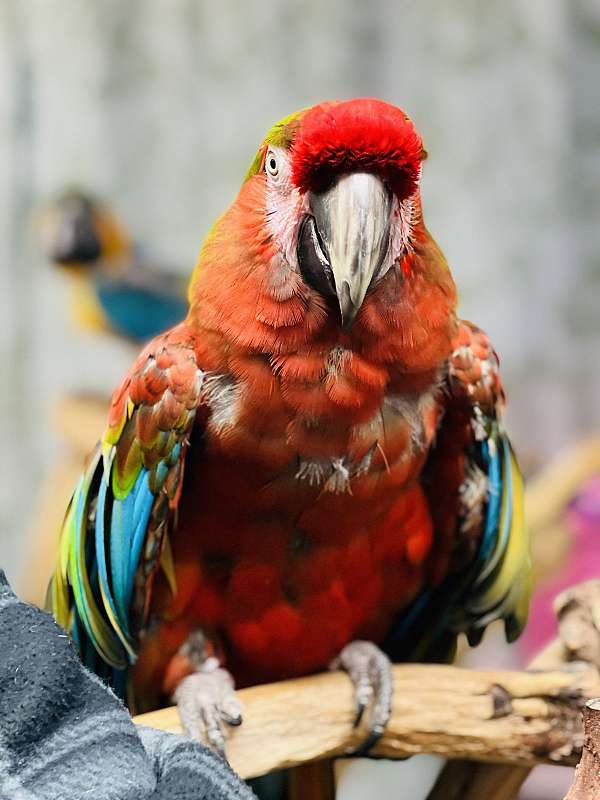macaw-for-sale-in-harrisburg-pa