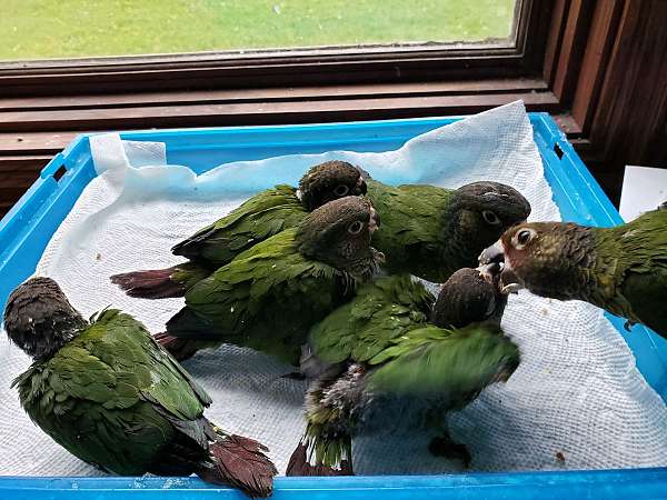 small-roseifrons-conure-for-sale