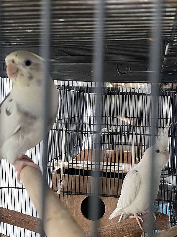 young-bird-for-sale-in-vincentown-nj
